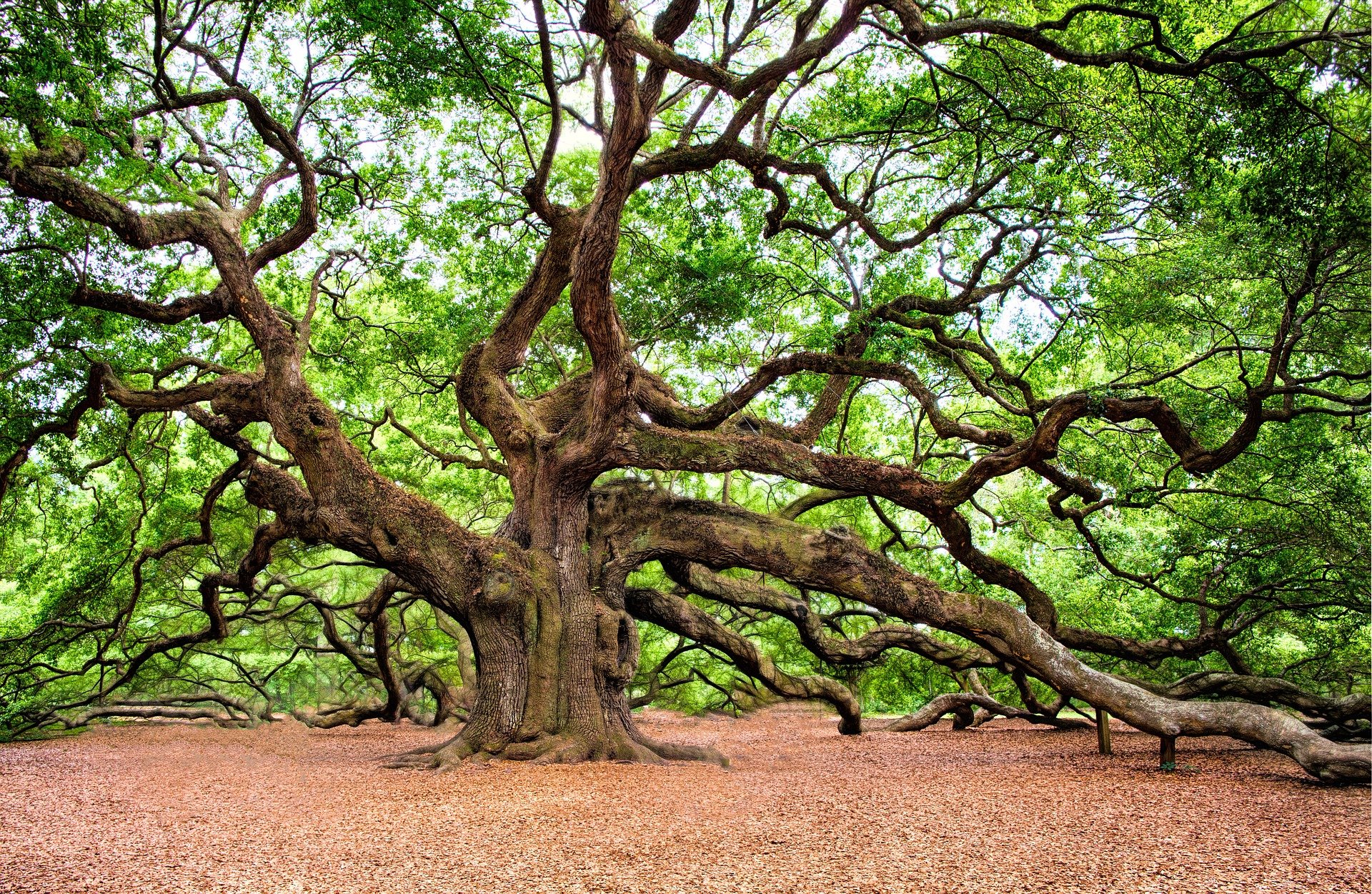 La quercia e il sultano